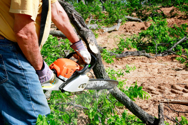 Dead Tree Removal in Lampeter, PA